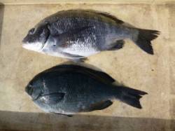 由良の磯 フカセでチヌ＆グレ