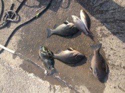 最近はイサギも良く釣れますヨ！萩尾でフカセ