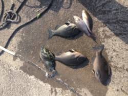 最近はイサギも良く釣れますヨ！萩尾でフカセ…