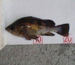 佐波賀の道路沿い メバリングでメバル〜21cm8匹