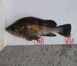 佐波賀の道路沿い メバリングでメバル〜21…