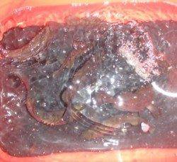 佐波賀の道路沿い メバリングでメバル〜21cm8匹