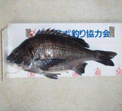 日引磯 チヌ好調で〜52cm10匹の釣果