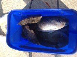 串本の磯 30cm中盤グレがフカセであがってます