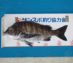 良型グレは今がチャンス！小橋磯でのフカセ釣り