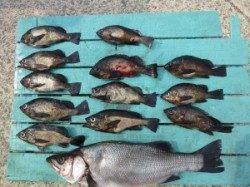 神谷一文字、メバル大漁です！ヒラスズキもつれました！