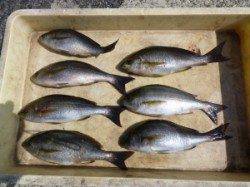 沖一文字内向きでカゴ釣り、イサギが良く釣れています！