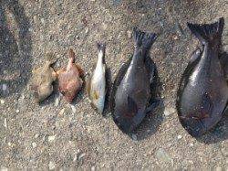 グレ、カワハギと大漁です(^^)/~~双子の親でフカセ釣り