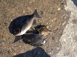 武八、フカセ釣りで昼からグレにカワハギゲッ…