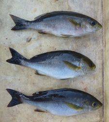 沖一文字内向き、カゴ釣りでイサギの釣果☆