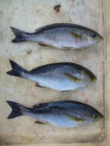 沖一文字内向き、カゴ釣りでイサギの釣果☆