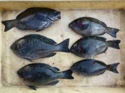 ケムリ島でフカセ釣り、30cmまでのグレが…