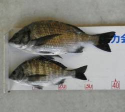 日引磯、40cmの良型チヌをフカセ釣りで。…