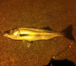 内浦湾 ルアーでシーバス66cm