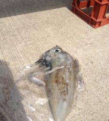 串本の磯 ヤエン＆エギングでアオリイカ〜2kg3バイ