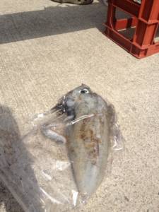 串本の磯 ヤエン＆エギングでアオリイカ〜2…