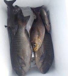 串本の磯 フカセでグレの釣果