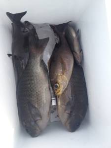 串本の磯 フカセでグレの釣果