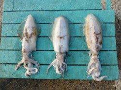 工場裏の波止 ヤエンでアオリイカ3バイ