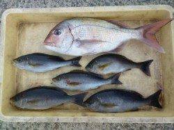 神谷沖一文字 カゴ釣りでマダイ・イサギ・サンバソウなど