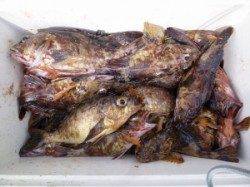 神谷一文字、底釣りでMAX25cmまでのガシラを70匹！！