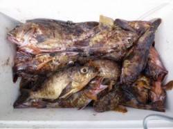 神谷一文字、底釣りでMAX25cmまでのガ…