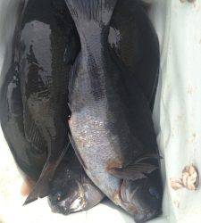 双子の親、渋い日でも安定の釣果☆