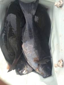 双子の親、渋い日でも安定の釣果☆