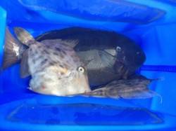 沖の赤島ではフカセでグレとカワハギの釣果