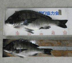 小橋磯 フカセで年無しチヌ53.5cm