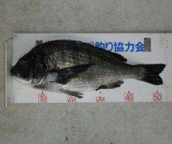 小橋磯 フカセで年無しチヌ53.5cm