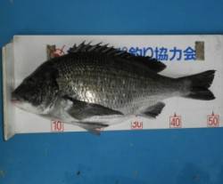 日引地磯 フカセで良型チヌ 日本海のチヌも…