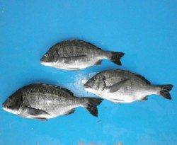 日引地磯 フカセで良型チヌ 日本海のチヌもシーズンイン