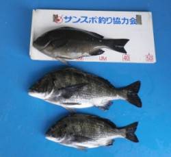 小橋の磯でオキアミフカセ、チヌ42cm！