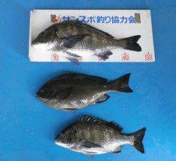 小橋の磯でオキアミフカセ、チヌ42cm！