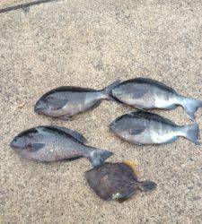 萩尾フカセ釣果、グレにイサギにカワハギに