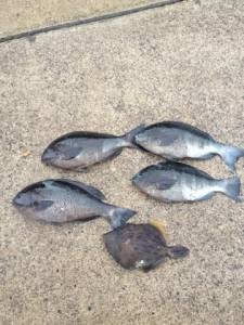 萩尾フカセ釣果、グレにイサギにカワハギに