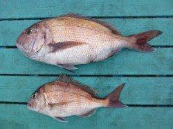 雨の神谷　カゴ釣りでのマダイ釣果