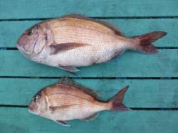 雨の神谷　カゴ釣りでのマダイ釣果