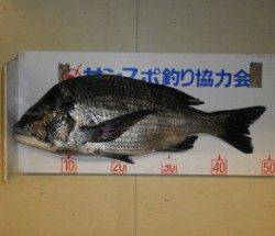 佐波賀地磯でチヌ49.6cm！！
