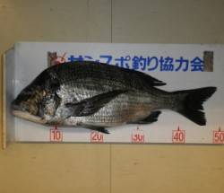 佐波賀地磯でチヌ49.6cm！！