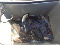 グレはまだ白子が入っていました、双子の親フカセ釣果