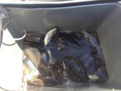 グレはまだ白子が入っていました、双子の親フ…