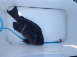 グレはまだ白子が入っていました、双子の親フカセ釣果