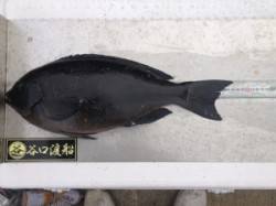 串本の磯 フカセでグレ47.7cm