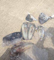 和歌山ではヤエンでキロアップ続出です！