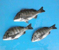 野原磯 チヌ開幕!