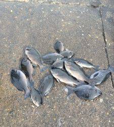 沸きグレと尾長ぐれ回ってきてます！萩尾グレ釣果