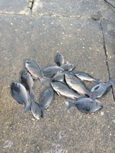 沸きグレと尾長ぐれ回ってきてます！萩尾グレ釣果