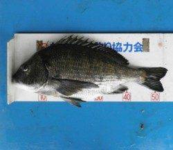 日引磯で、出ました♪　54.2cmの立派な年無しチヌ！